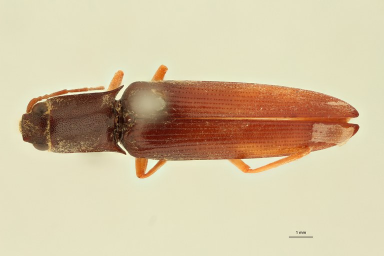 Conoderus nubeculosus T D.jpg