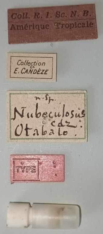 Conoderus nubeculosus T Labels.jpg