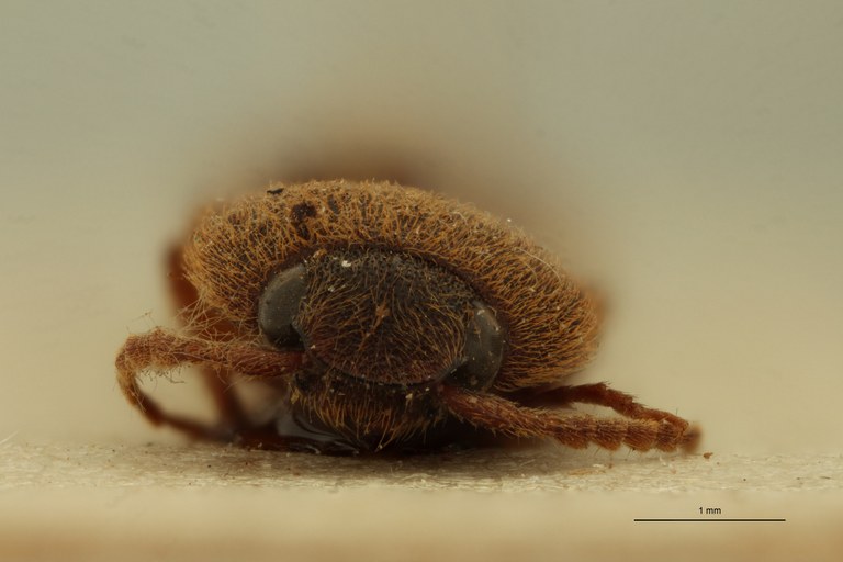 Conoderus planiusculus Plt F.jpg