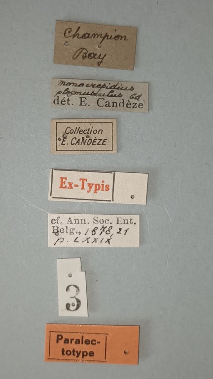 Conoderus planiusculus Plt Labels.jpg