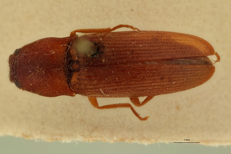 Conoderus planus Lt D.jpg