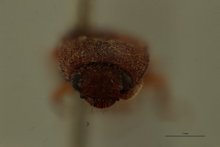 Conoderus planus Lt F.jpg