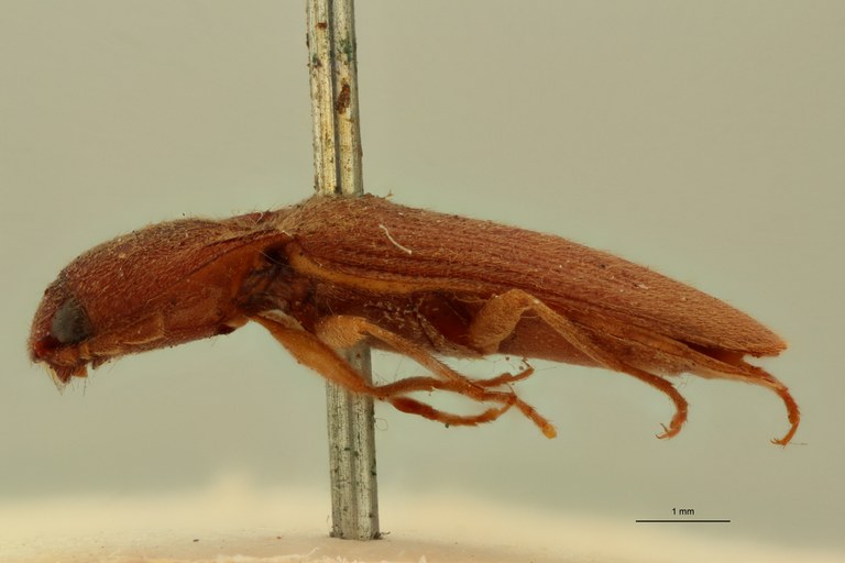 Conoderus planus Lt L.jpg