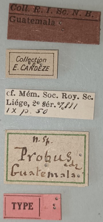 Conoderus probus T Labels.jpg