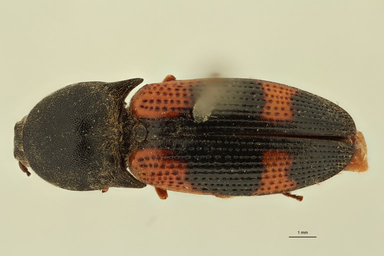 Conoderus quadriplagiatus St D.jpg