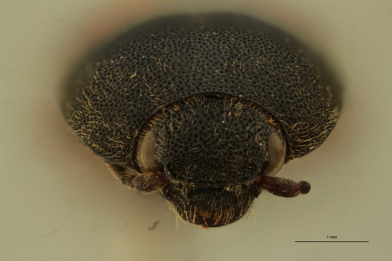 Conoderus quadriplagiatus St F.jpg