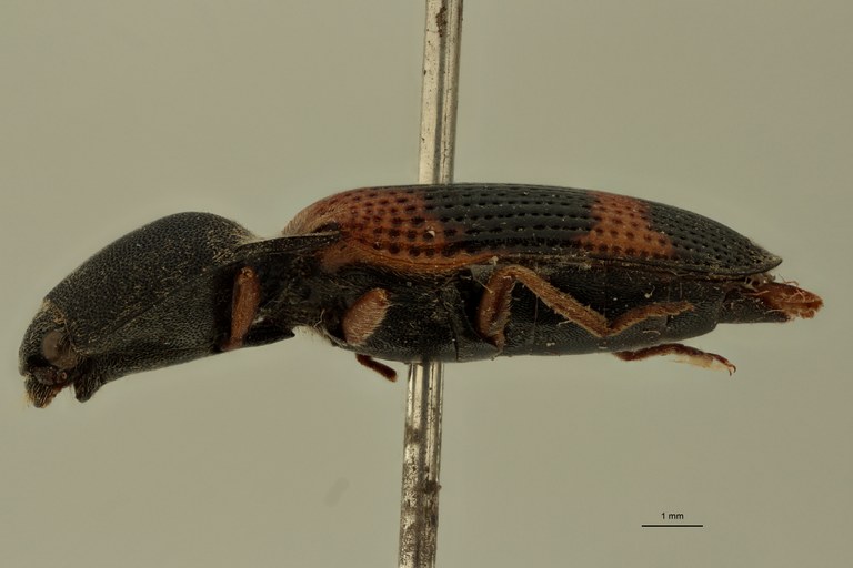 Conoderus quadriplagiatus St L.jpg