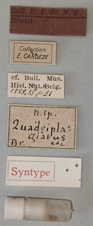 Conoderus quadriplagiatus St Labels.jpg