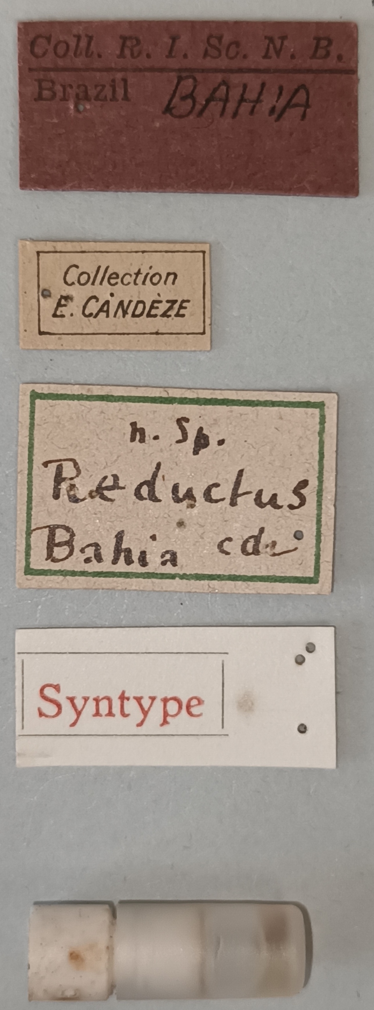 Conoderus reductus St Labels.jpg