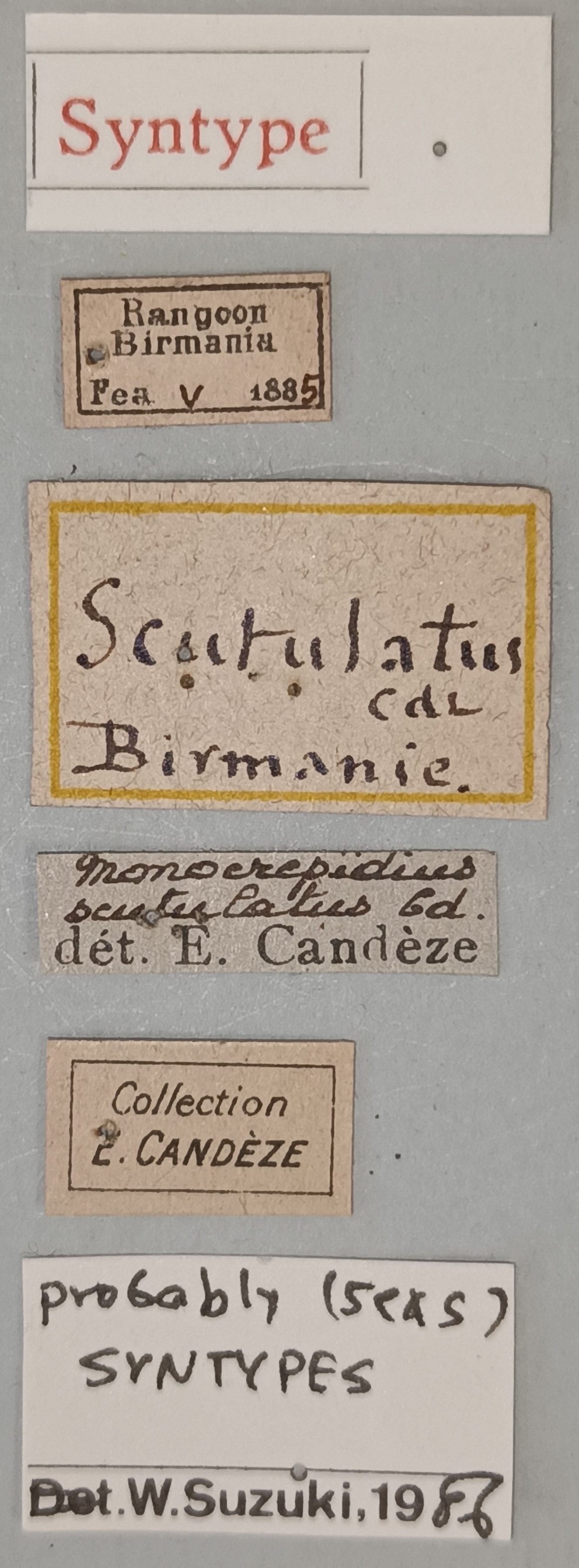 Conoderus scutulatus St Labels.jpg