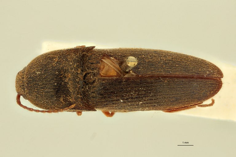 Conoderus seniculus F Lt D.jpg