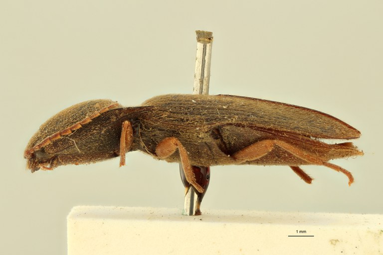 Conoderus seniculus F Lt L.jpg