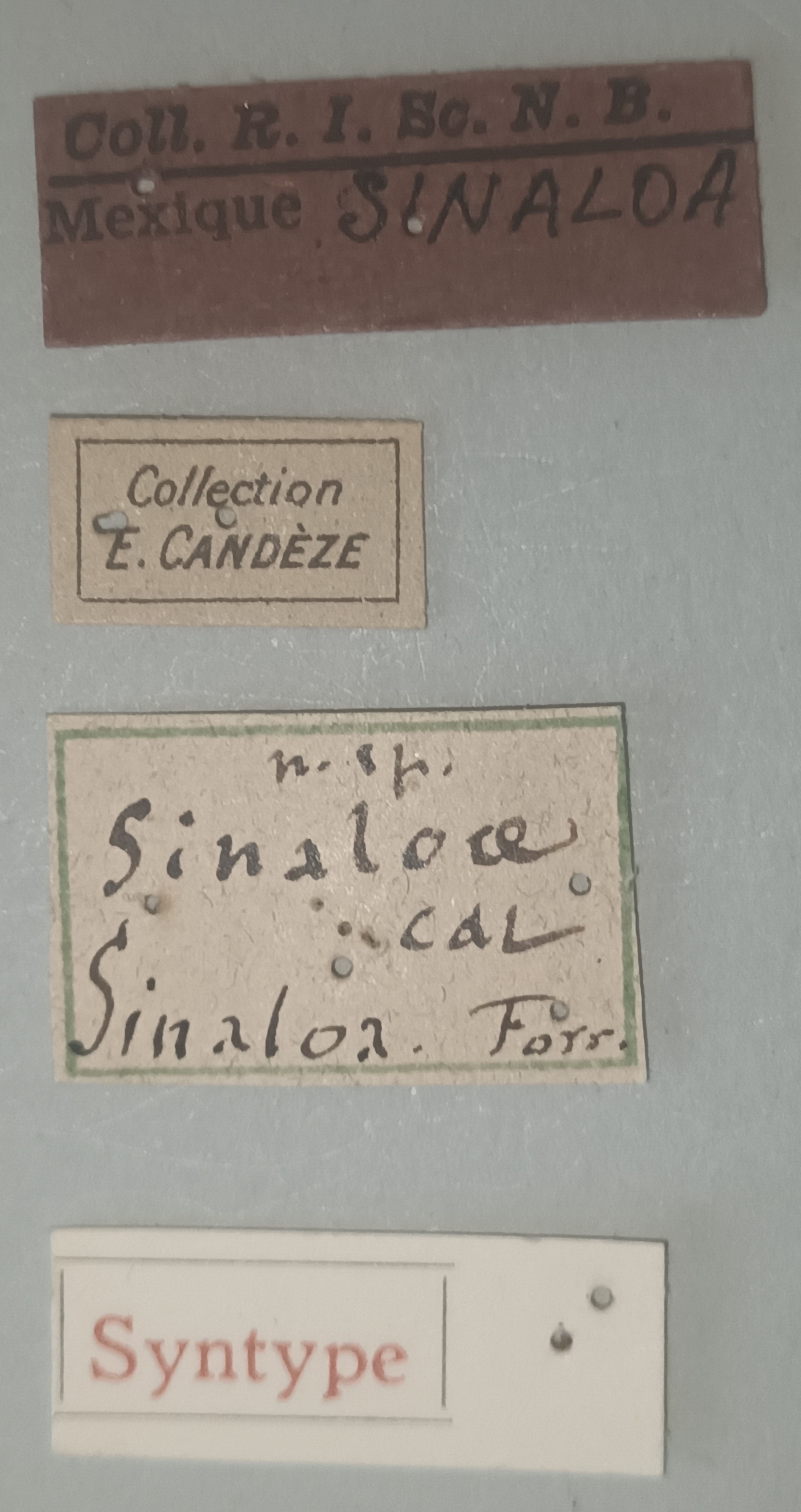 Conoderus sinaloae St Labels.jpg