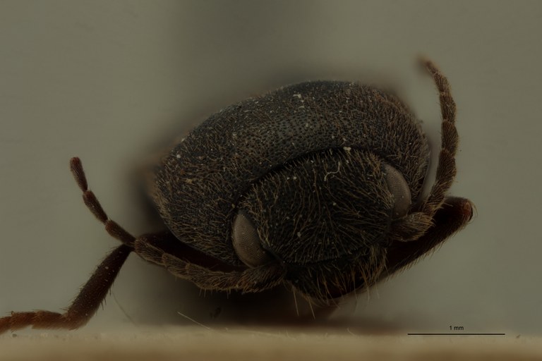 Conoderus socius M Lt F.jpg