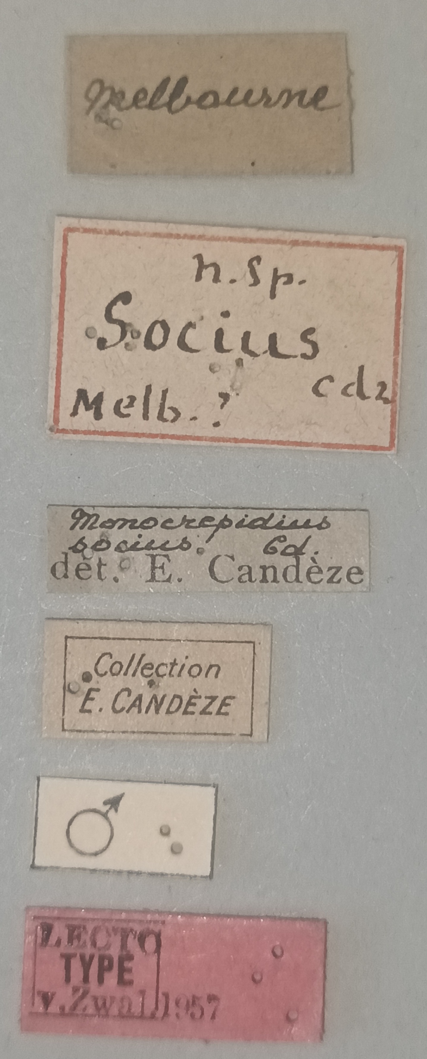 Conoderus socius M Lt Labels.jpg