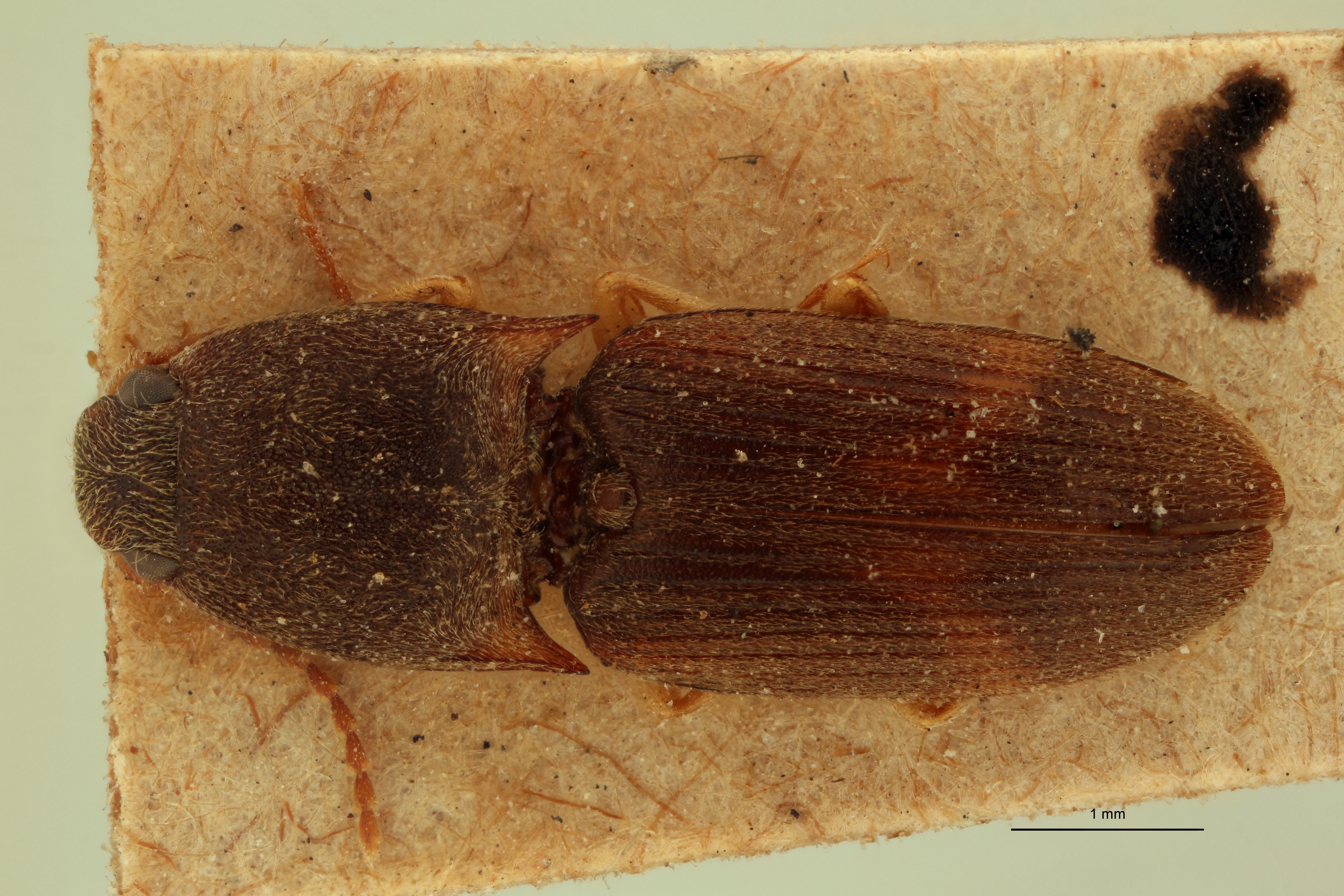 Conoderus spissus T D.jpg