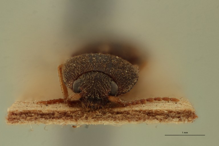 Conoderus spissus T F.jpg Conoderus spissus T F.jpg