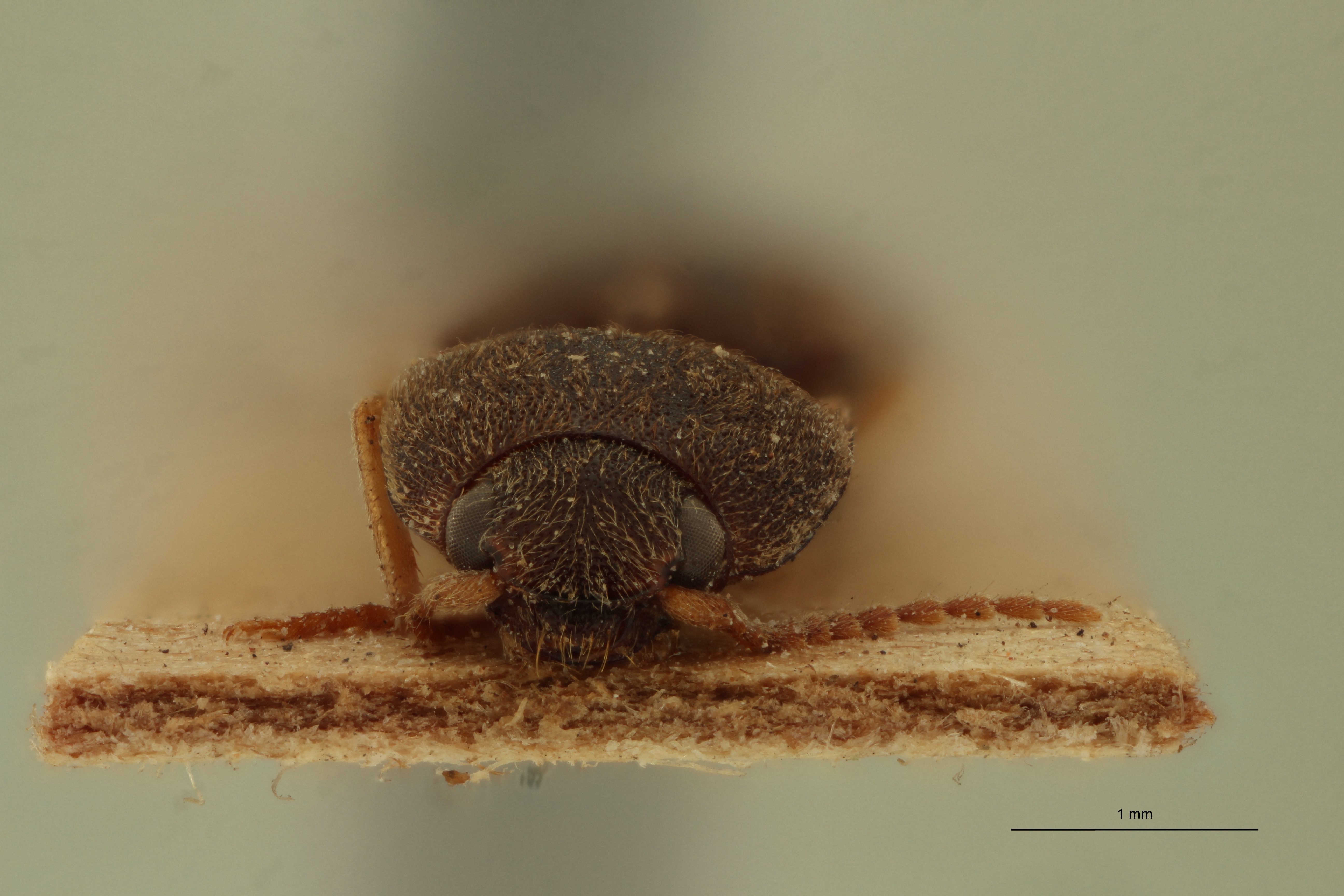 Conoderus spissus T F.jpg