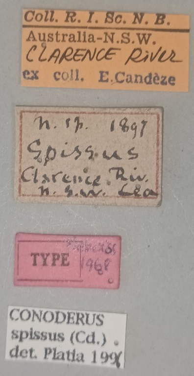 Conoderus spissus T Labels.jpg Conoderus spissus T Labels.jpg