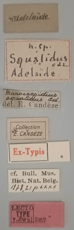 Conoderus squalidus Lt Labels.jpg