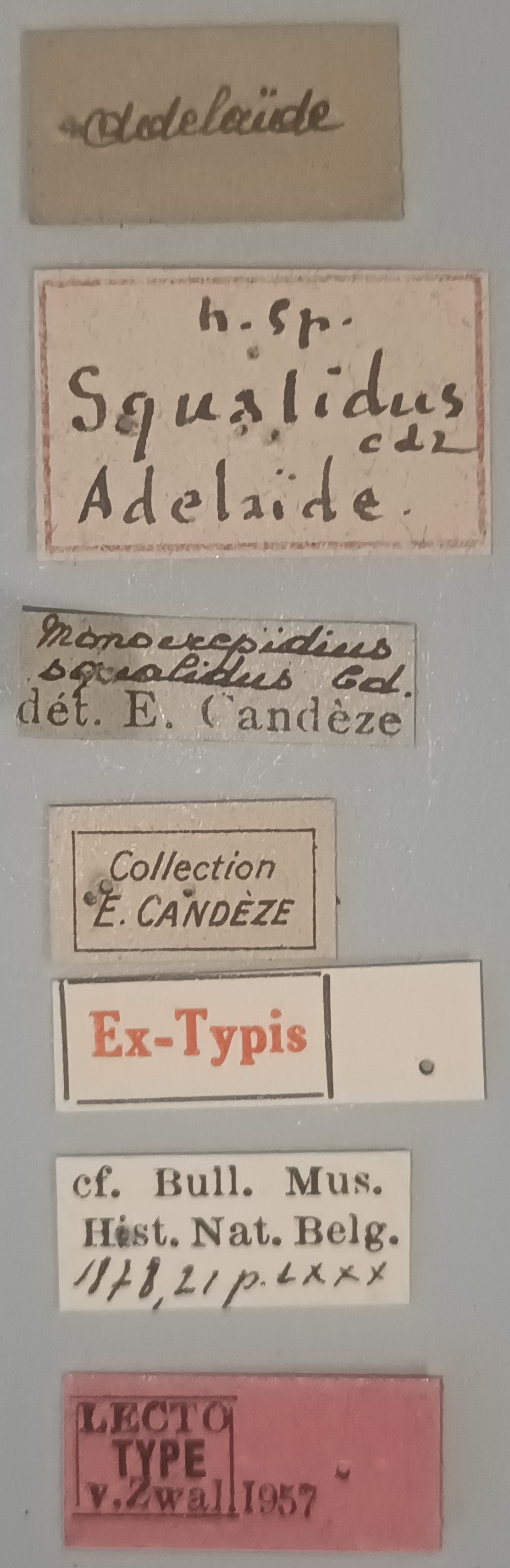 Conoderus squalidus Lt Labels.jpg