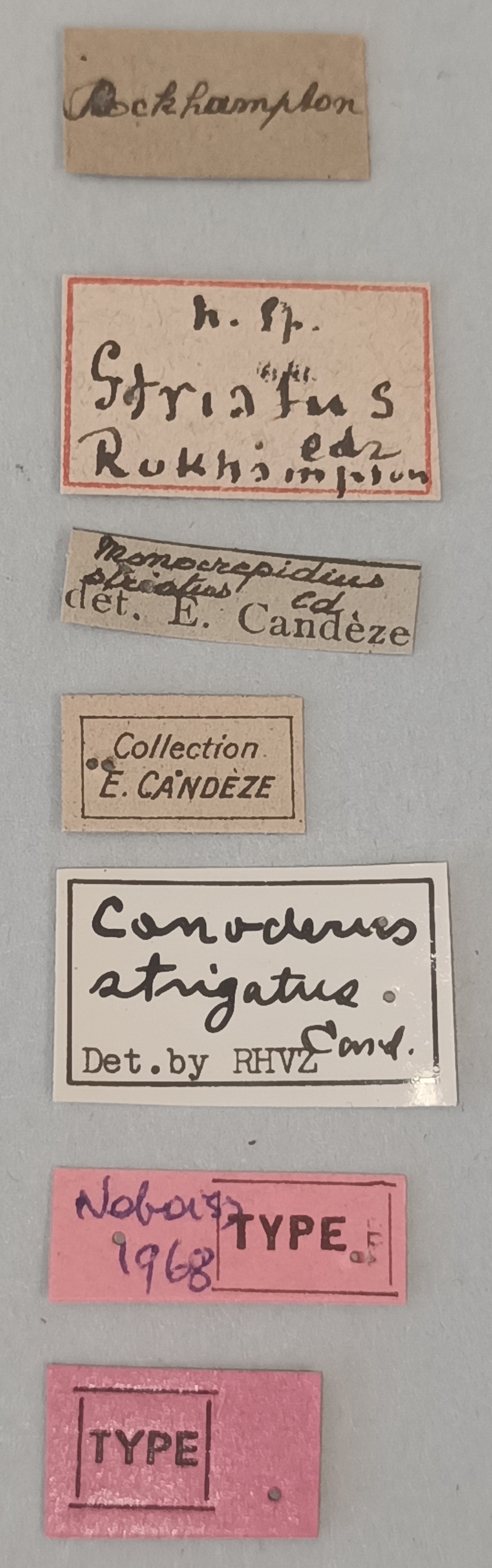 Conoderus striatus T Labels.jpg