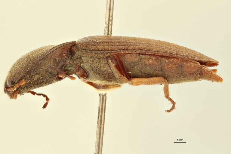 Conoderus sulcatus T L.jpg