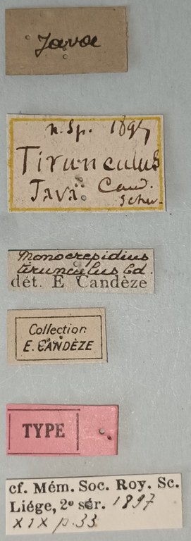 Conoderus tirunculus T Labels.jpg