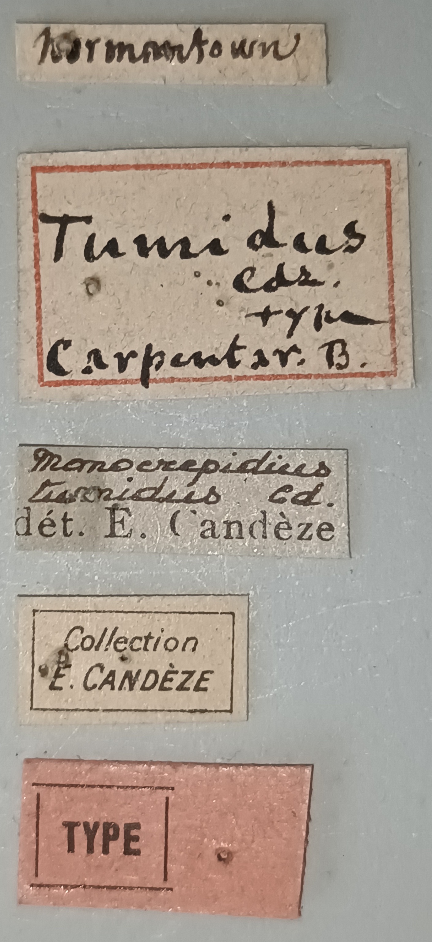 Conoderus tumidus T Labels.jpg