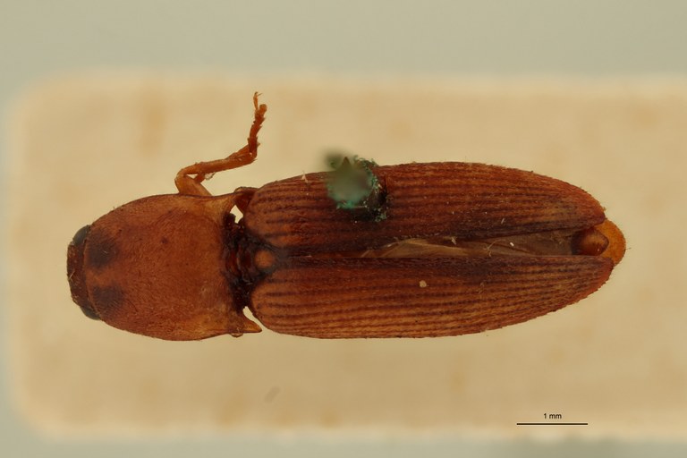 Conoderus vespertinus var. peninsularis Plt D.jpg Conoderus vespertinus var. peninsularis Plt D.jpg
