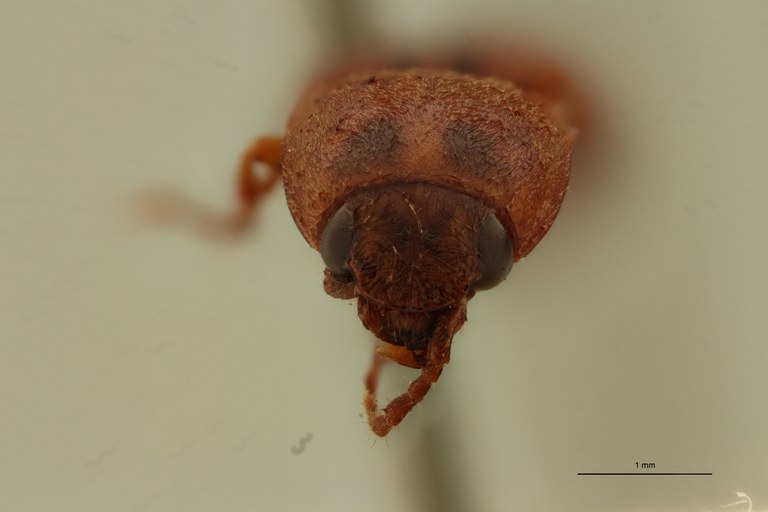 Conoderus vespertinus var. peninsularis Plt F.jpg Conoderus vespertinus var. peninsularis Plt F.jpg