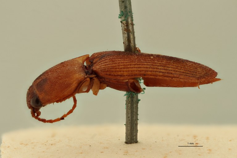 Conoderus vespertinus var. peninsularis Plt L.jpg Conoderus vespertinus var. peninsularis Plt L.jpg