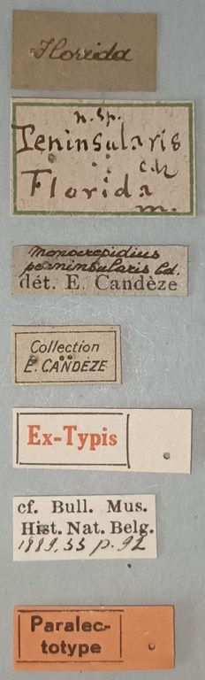 Conoderus vespertinus var. peninsularis Plt Labels.jpg Conoderus vespertinus var. peninsularis Plt Labels.jpg