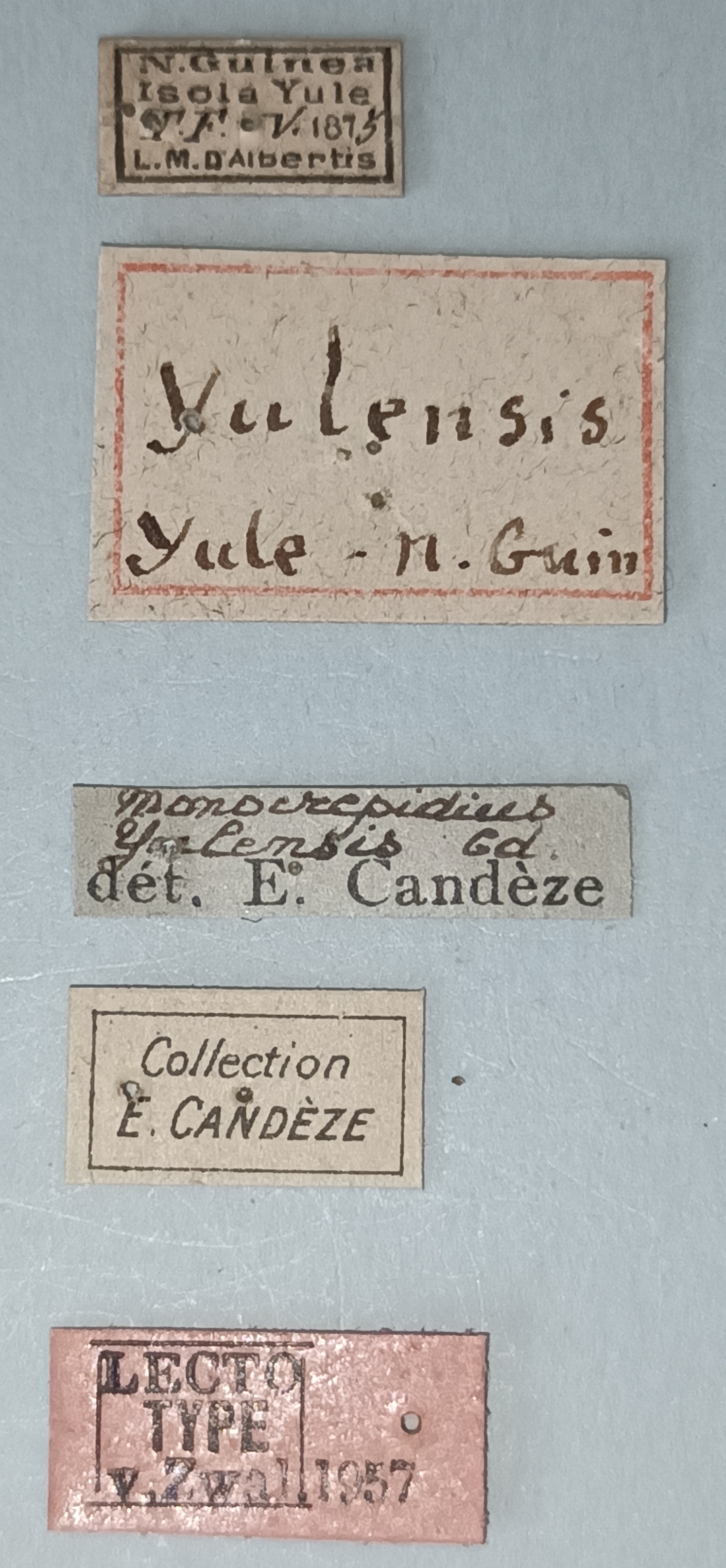 Conoderus yulensis Lt Labels.jpg