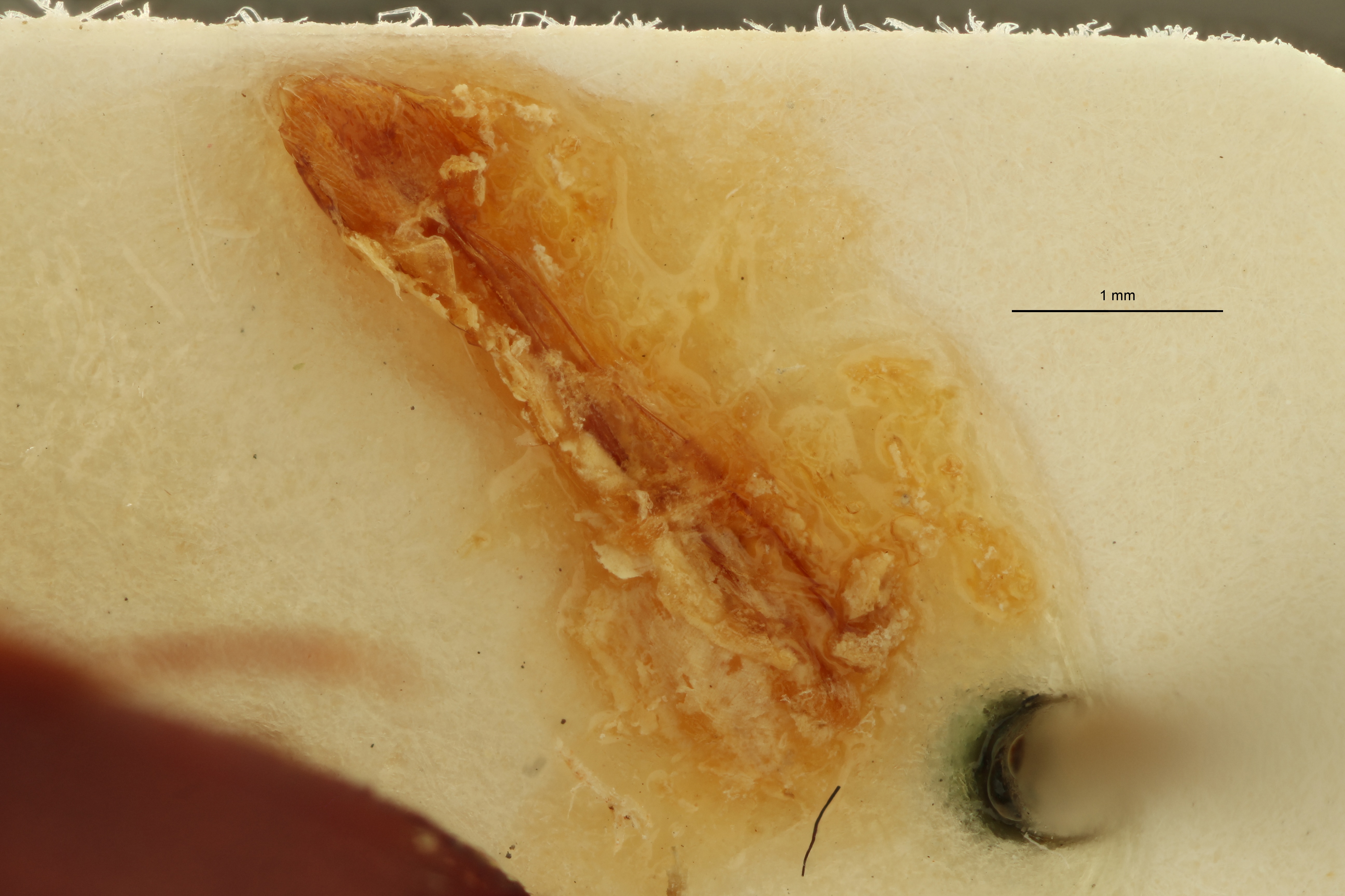 Dorygonus brunneus F Lt Parameres.jpg