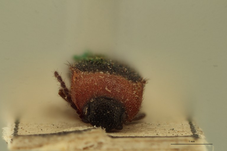 Glyphochilus bicolor T F.jpg Glyphochilus bicolor T F.jpg