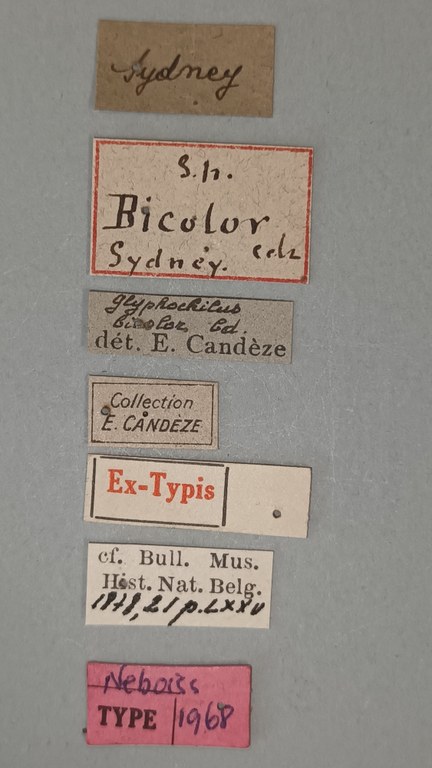 Glyphochilus bicolor T Labels.jpg Glyphochilus bicolor T Labels.jpg