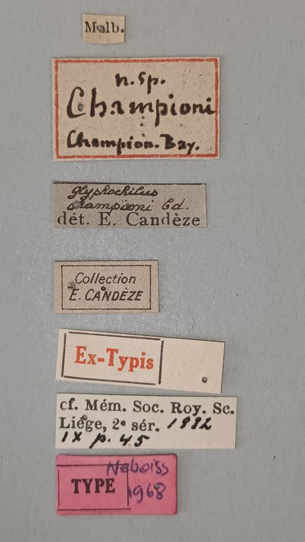 Glyphochilus championi T Labels.jpg