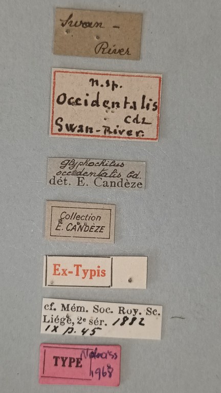 Glyphochilus occidentalis T Labels.jpg