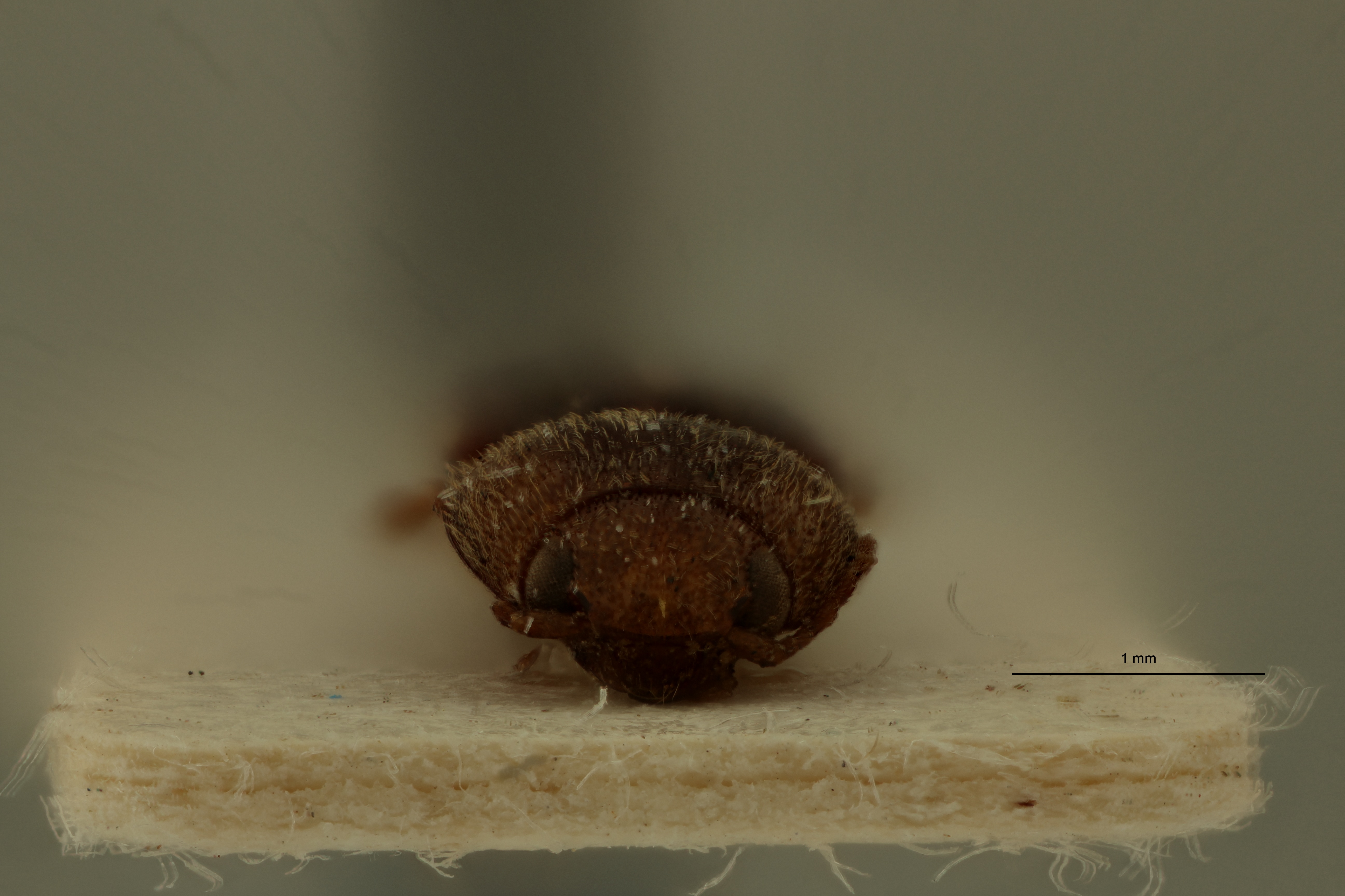 Heteroderes aeoloides Plt F.jpg