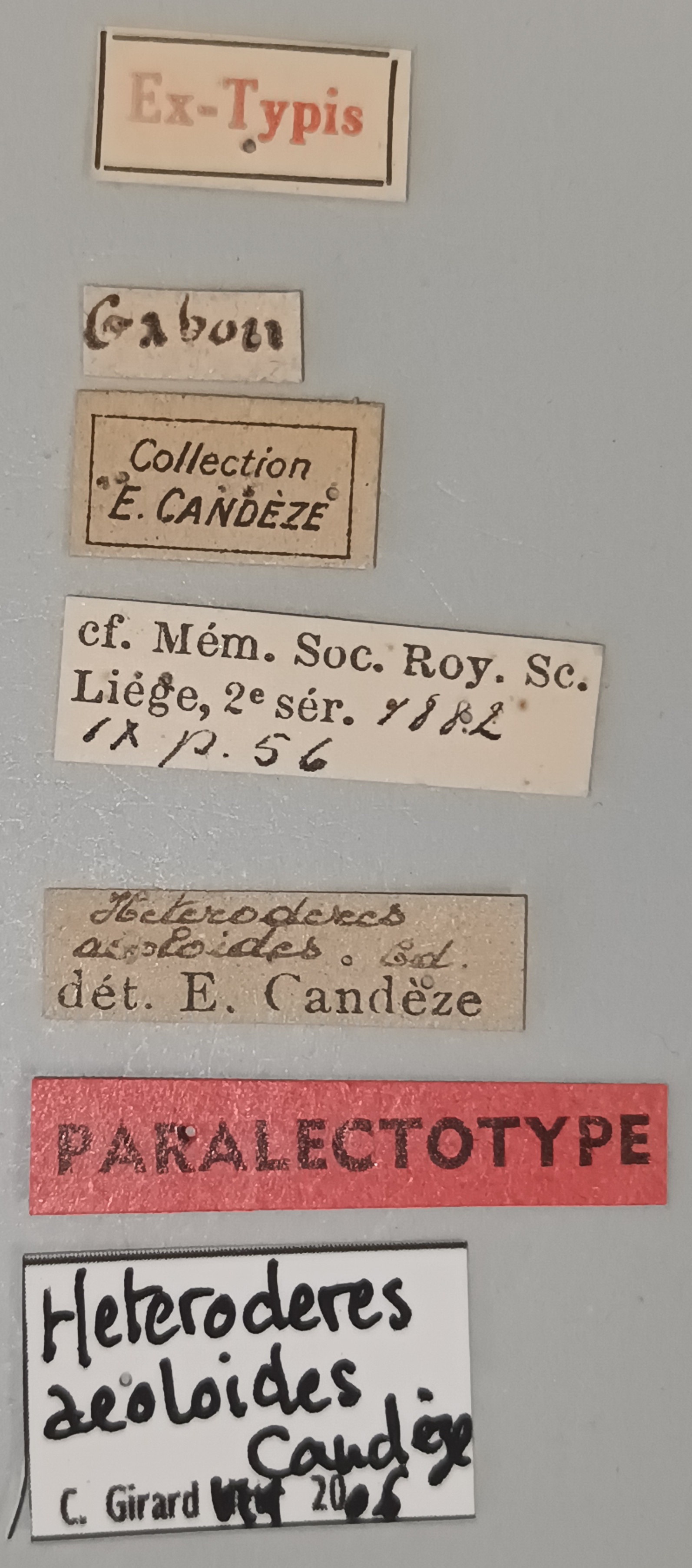 Heteroderes aeoloides Plt Labels.jpg