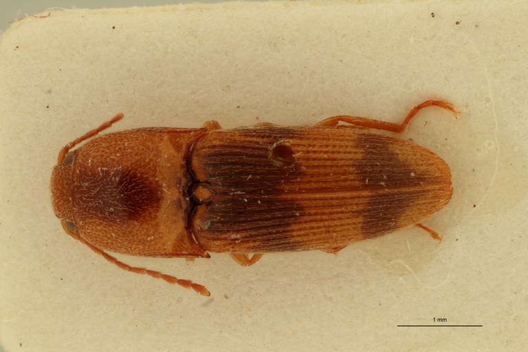 Heteroderes aeoloides Lt D.jpg Heteroderes aeoloides Lt D.jpg