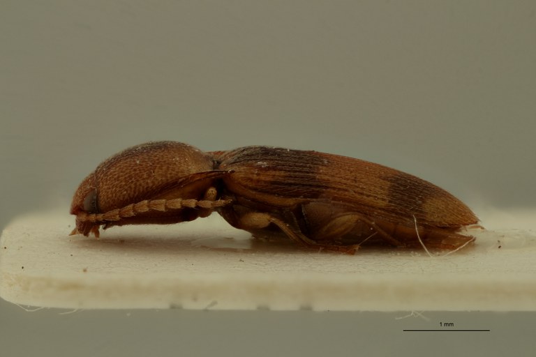 Heteroderes aeoloides Lt L.jpg