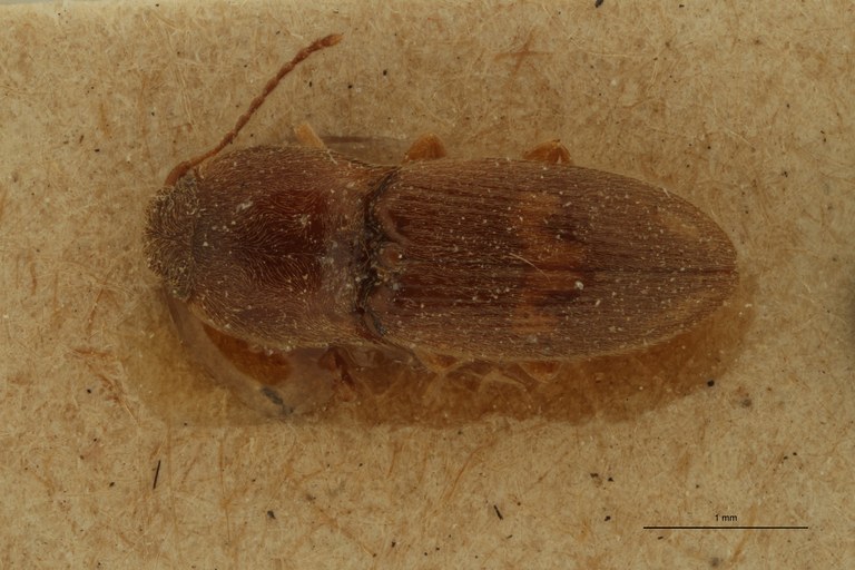 Heteroderes approximatus Pt D.jpg