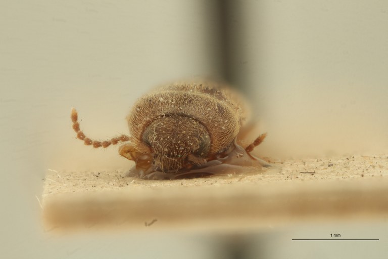 Heteroderes approximatus Pt F.jpg