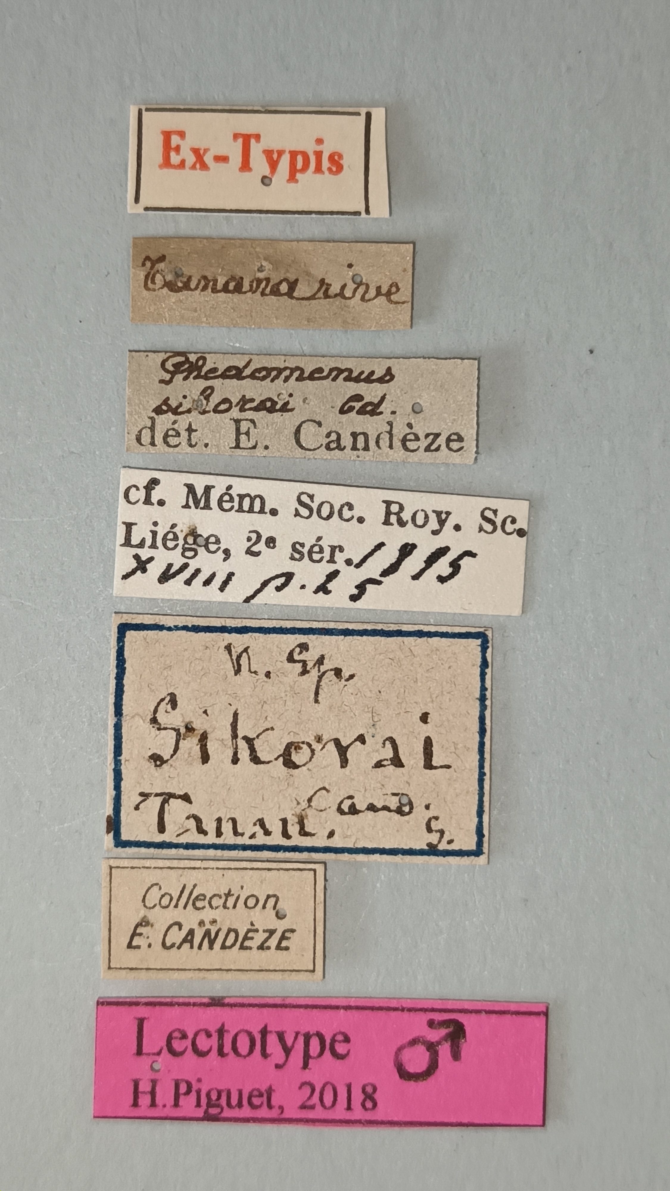Phedomenus sikorai M Lt  Labels.jpg