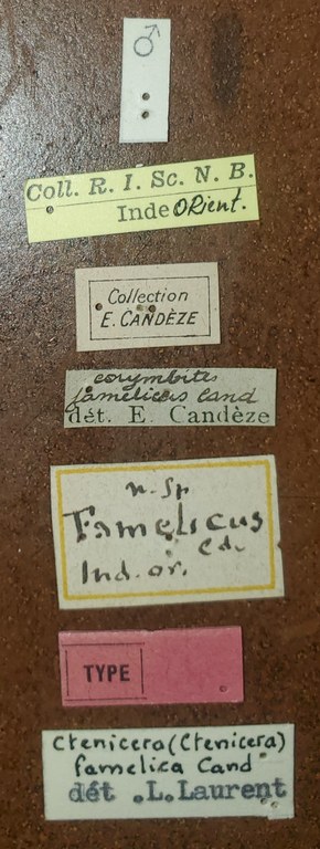 Corymbites famelicus T Labels.jpg