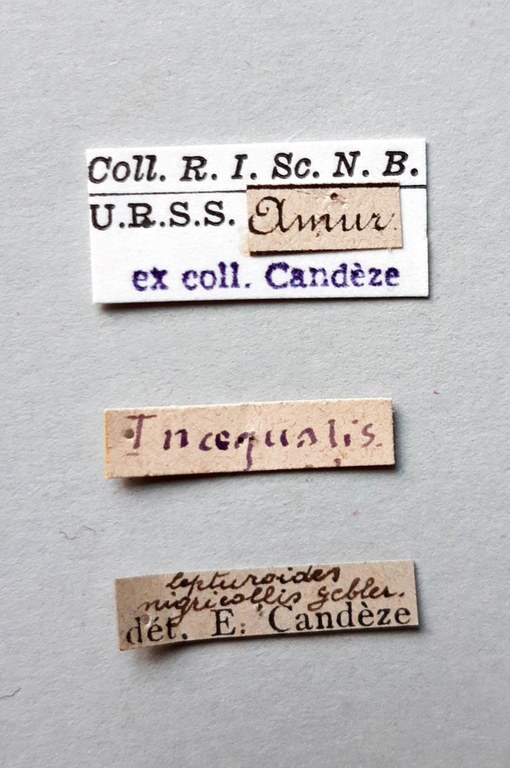 Denticollis nigricollis labels
