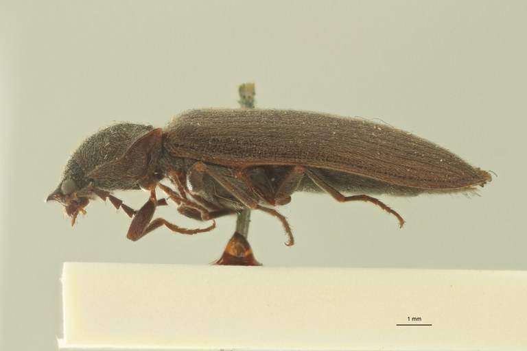 Denticollis nigricollis L