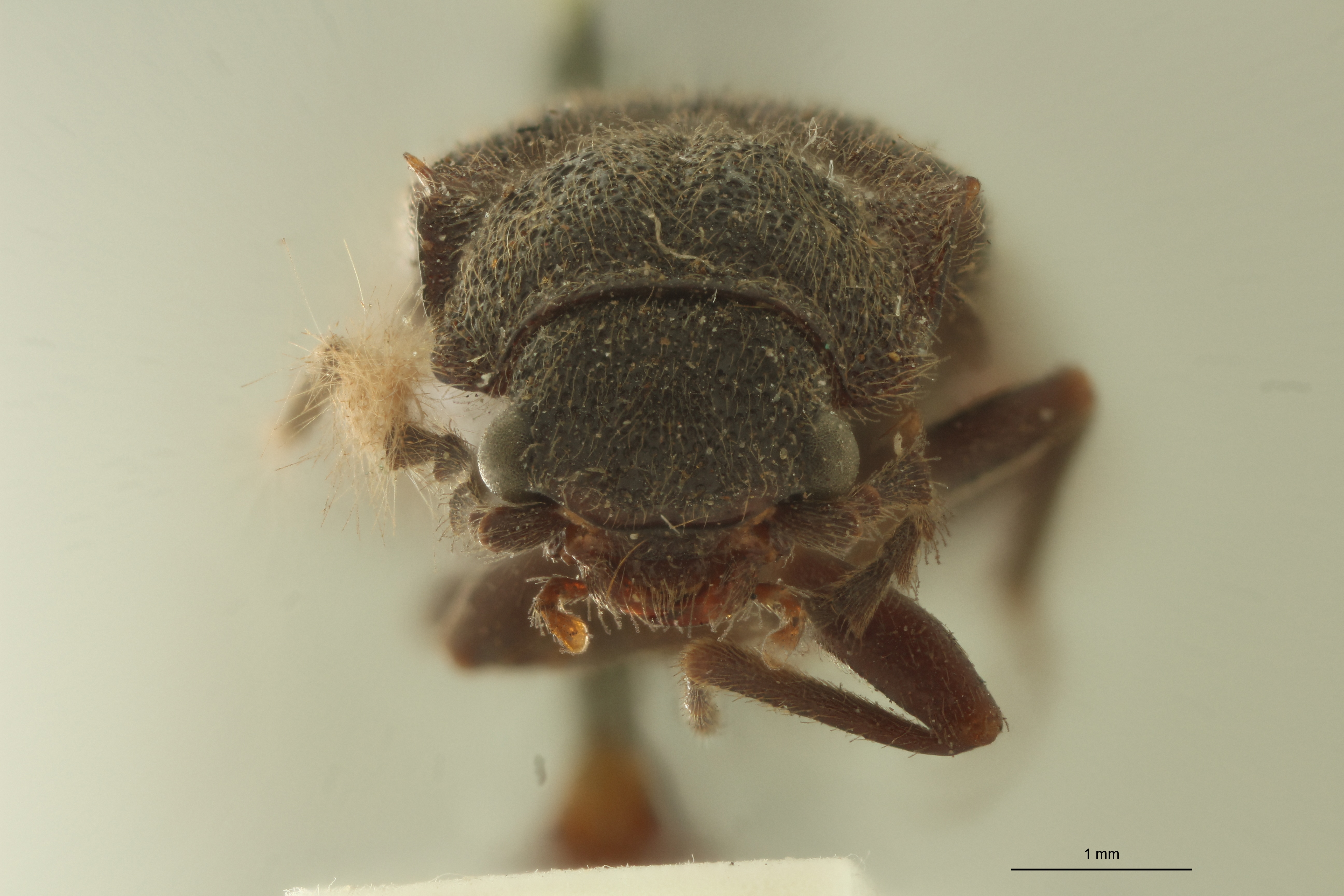 Denticollis nigricollis F